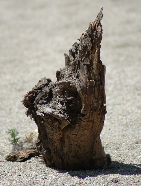 20040606-0715 Stump