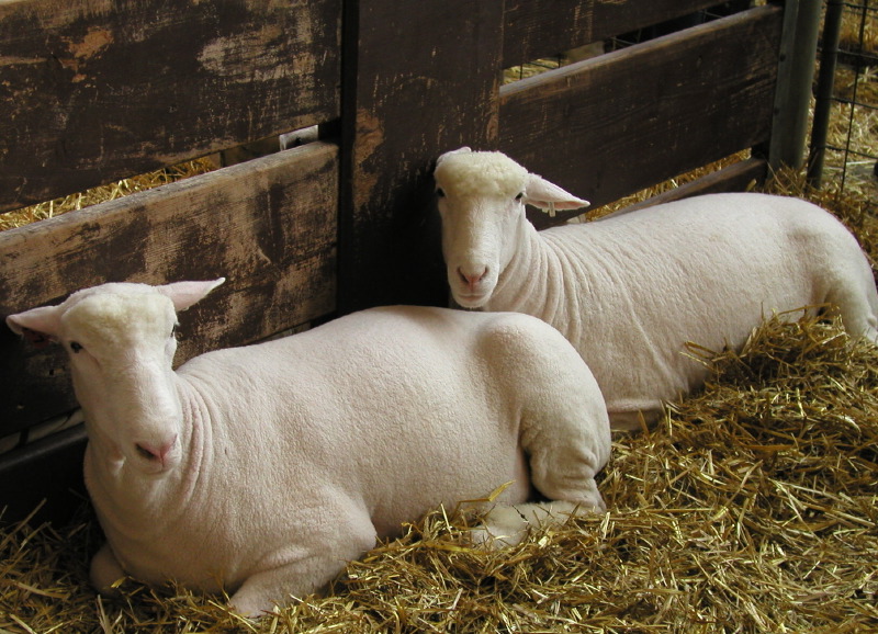 Sheep