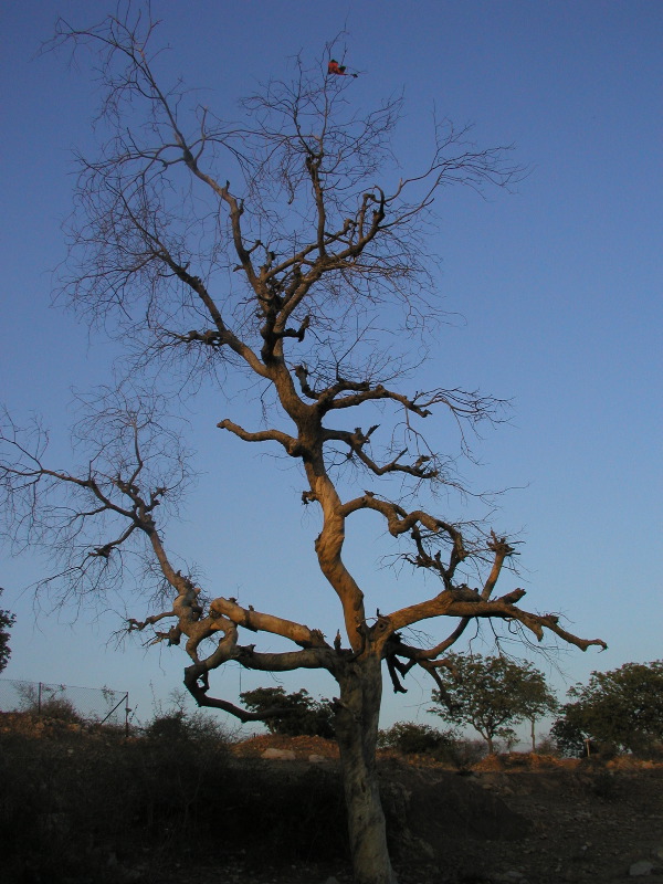 p1094347 Tree