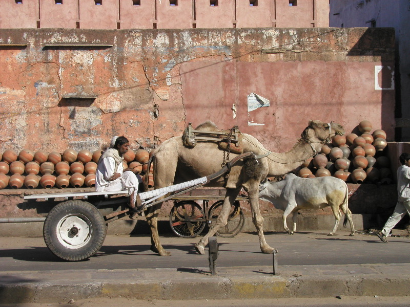 p1104420 Camel