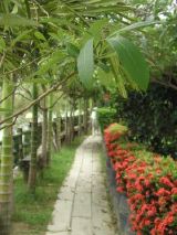 Campground Path