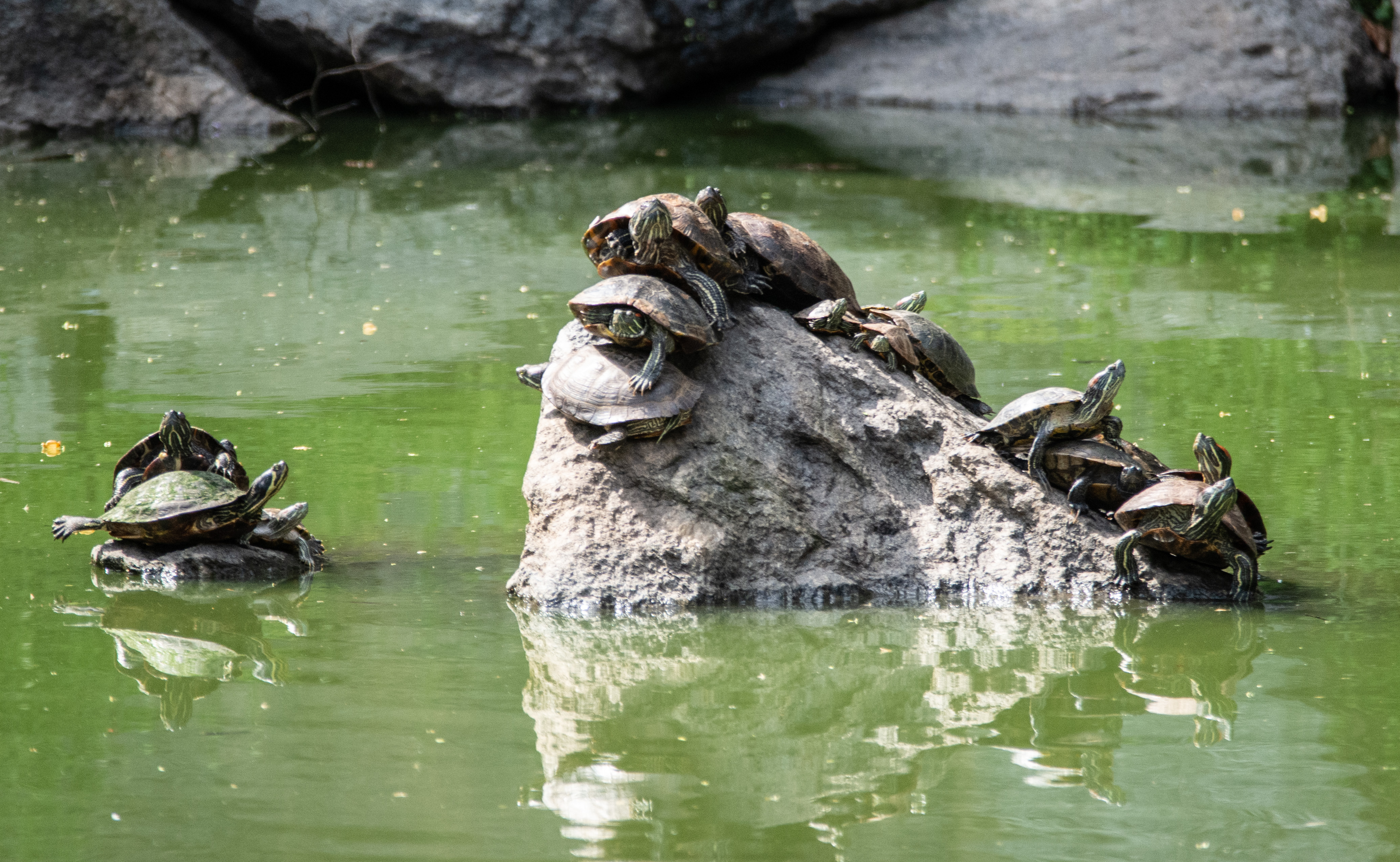 Many turtles on a pair of rocks in a pond. Some of the turtles are climbing on top of others.